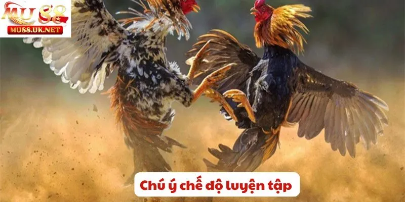 Mu88 chia sẻ bí kíp kỹ thuật nuôi gà đá khỏe mạnh và sung sức 2 Chú ý chế độ luyện tập