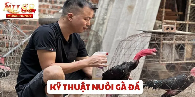 Bí kíp kỹ thuật nuôi gà đá sao cho khỏe mạnh và sung sức nhất