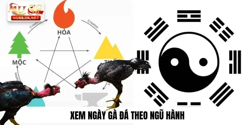 Xem ngày gà đá theo ngũ hành
